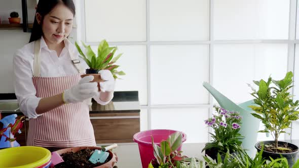 Asian woman enjoys planting trees while relaxing at home.