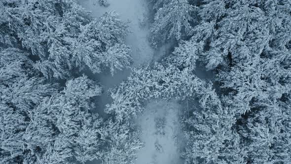 Snow Covered Trees in the Forest with Fog Winter Footage From Aerial Eye View