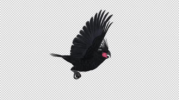 Black Parrot - Palm Cockatoo - Flying Loop - Side View - Alpha Channel