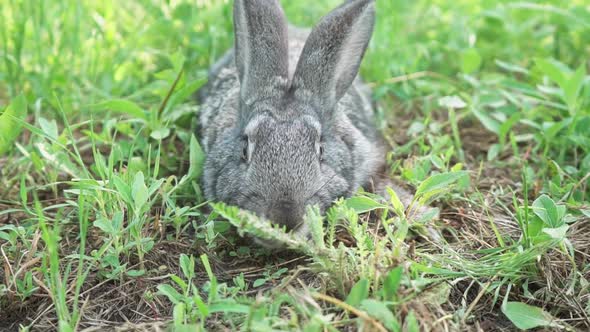 Cute Fluffy Little Rabbit on a Green Meadow in Sunny Sunny Weather Close Up