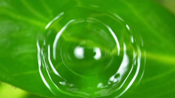 Super Slow Motion Shot of Water Drop Falling Into Water Surface With Fresh Green Leaf at 1000Fps