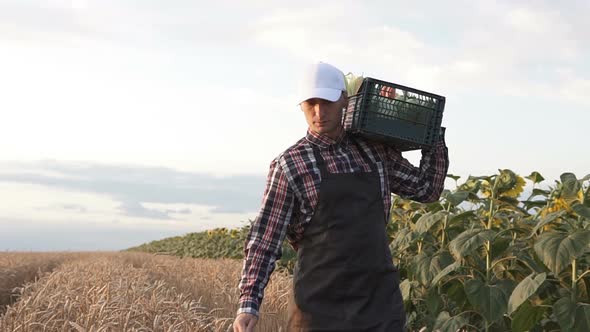 An agronomist in an agricultural field walks with a full box of vegetables.