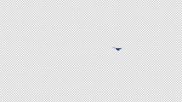 Western Bluebird - Flying Transition - II - Alpha Channel alt