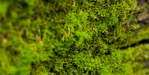 Beautiful Moss 5