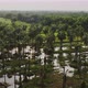 Flooded coconut plantation 2 - VideoHive Item for Sale