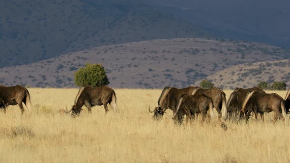 Black Wildebeest Herd In Grassland