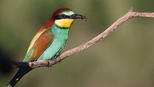 Beautiful Bird on a Branch with a Bee in Its Beak