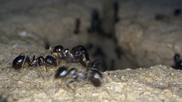 Animal Insects Ants On Soil 9