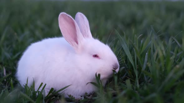 Close Up of a Beautiful White Fluffy Bunny Sitting in the Green Grass