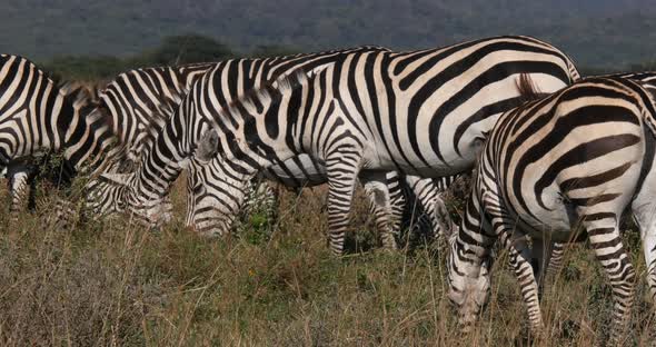 Grant's Zebra, equus burchelli boehmi, Herd eating grass at Nairobi Park in Kenya, Real Time 4K