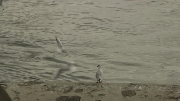 Gulls