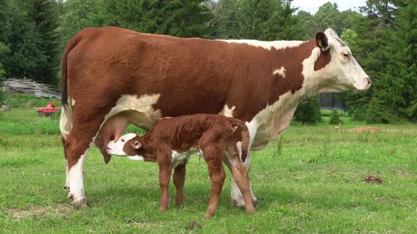 Calf Drinking Milkfrom Mother