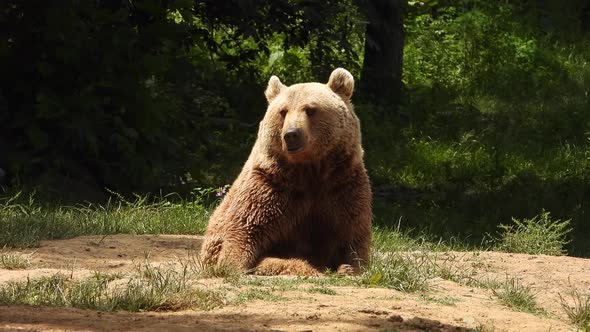 Real Wild Kodiak Bear In Natural Habitat Among The Trees In The Forest