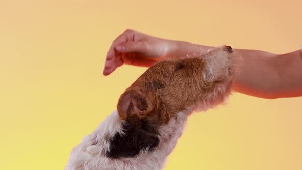 The Mistress's Hand Strokes the Spotted Fox Terrier on the Head, Against a Yellow Orange Gradient