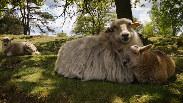 Sheep grazing and ruminate on a heather