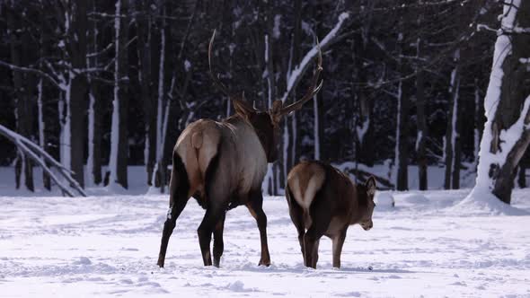 bull elk walking with doe towards forest slomo