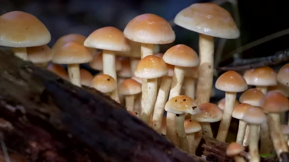 Slide shot of wet mushrooms in forest during night and rainy day.Professional lighting footage.