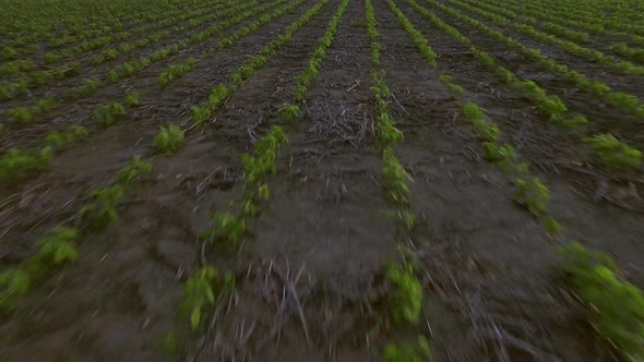 Seedlings growing in field