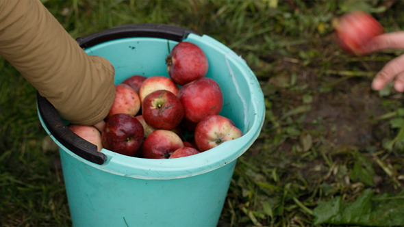 Gathering Fresh Apples