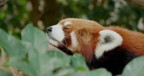 Red panda sleeping on tree at park