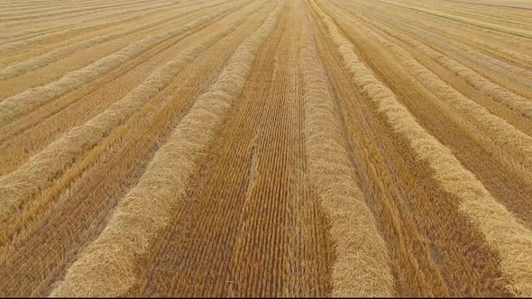 Aerial View of Yellow Field