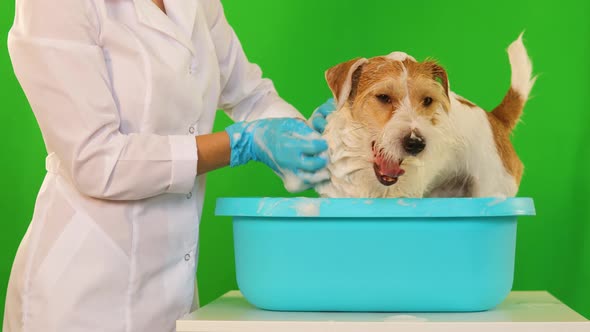 A girl in blue gloves washes a dog in a basin on a white table. Isolated on green background