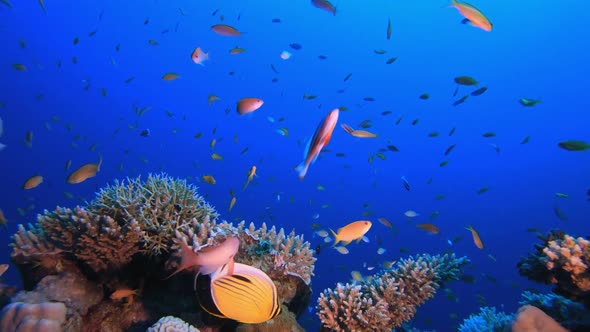 Underwater World Life