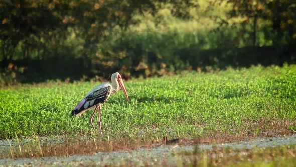 Painted Stork in Bardia national park, Nepal