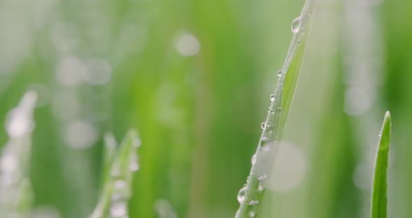 Green Grass Closeup Super Macro Shooting