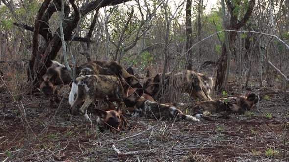 A pack of African Wild dogs, Lycaon pictus feed and tear a kill animal apart in a feeding frenzy dur