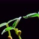 Mung beans germination on black background - VideoHive Item for Sale