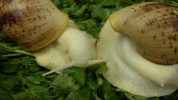 African giant snails