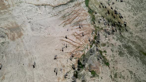 Top aerial view on black and white sheep herd in the desert. herd of goats, drone shot