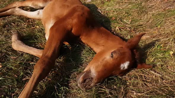 A cute newborn brown foal with a white star on its forehead sleeps sweetly 