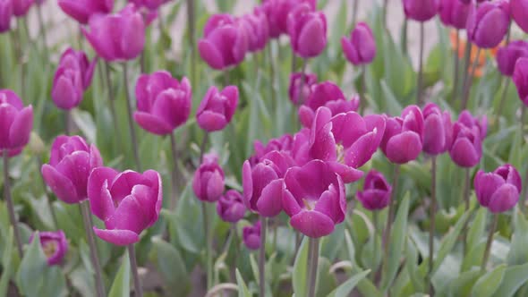 Tulip Flower Field