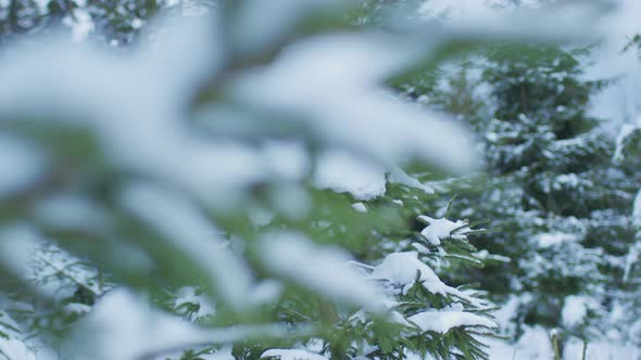 Snowy trees in the forest alt