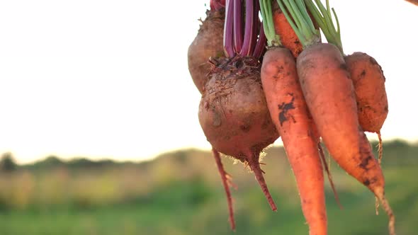 Freshly Picked Vegetables in the Hands of a Farmer Against the Background of Sunlight