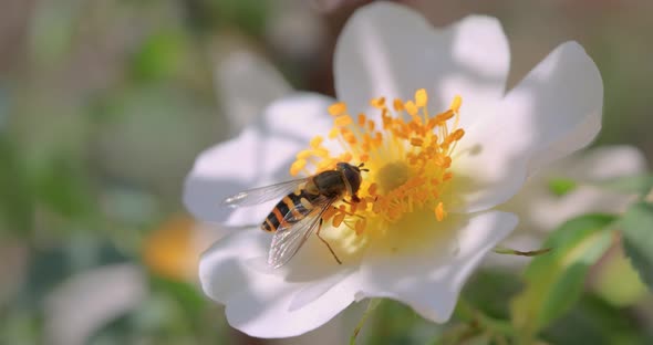 Hoverflies Flower Flies or Syrphid Flies Insect Family Syrphidae