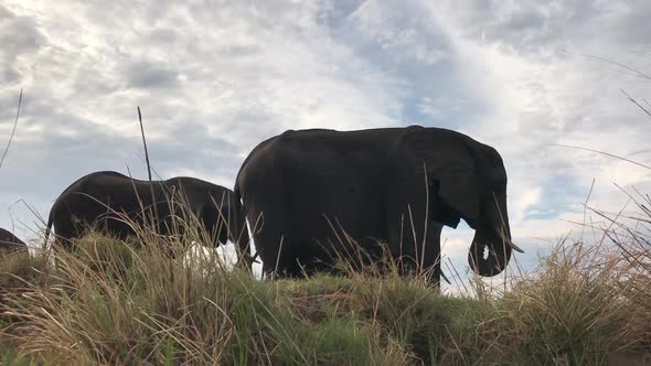 African Elephants eating nearby, low angle view through river grass