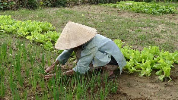 Elderly Vietnamese lady collecting spring onion 