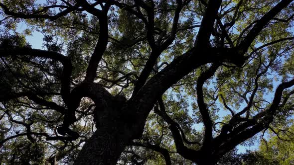 Looking up at the Live Oak trees in Savannah Georgia