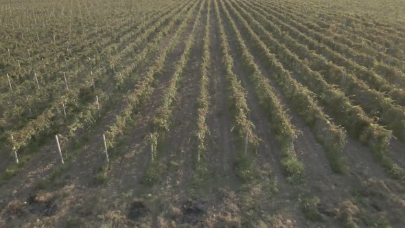 Aerial flight over beautiful vineyard landscape in Kakheti, Georgia