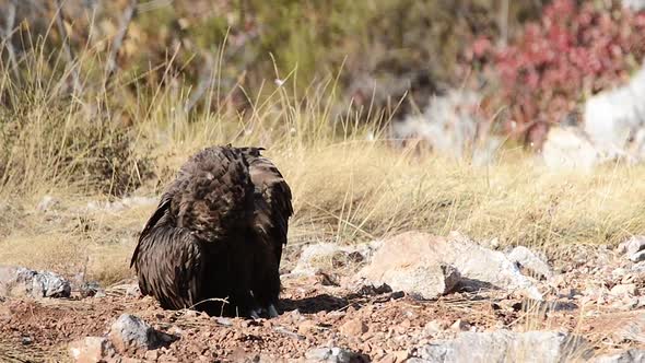 Cinereous vulture (Aegypius monachus) cleans its feathers in the mountains