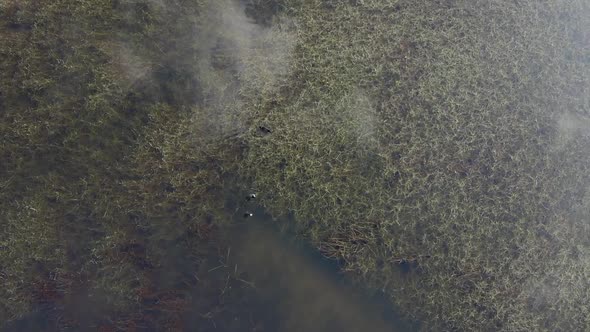 Top down view, Lake birds