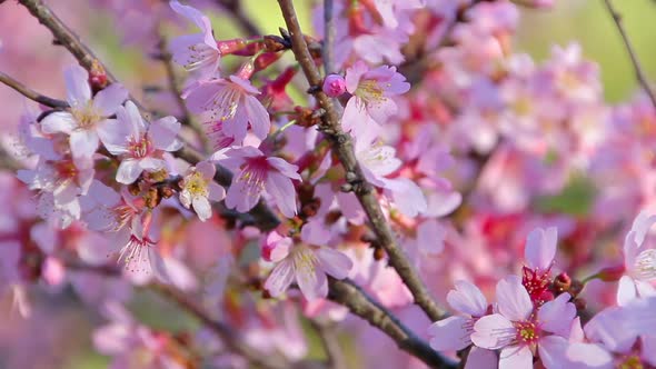 Cherry Blossom