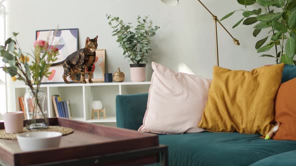 Bengal Cat Jumping From Shelf