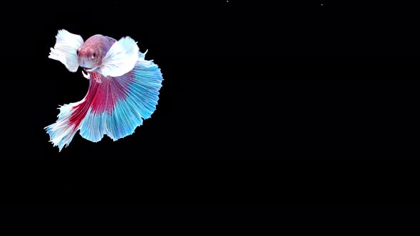 Siamese fighting fish (Betta splendens)