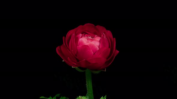 Time Lapse of Opening Red Flower Buttercup on a Black Background