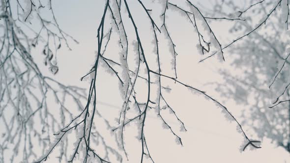 Fresh Frost on Thin Branches Against Light Morning Sky