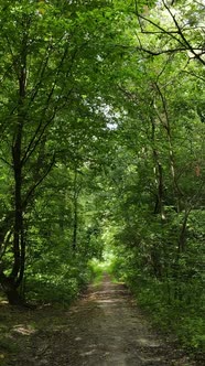 Vertical Video of a Beautiful Natural Landscape in the Forest During the Day